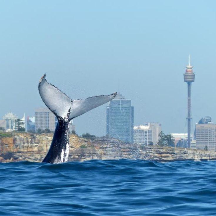 Watsons Bay Boutique Hotel | Whale Watching